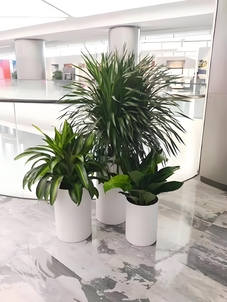 紧跟搜索习惯,走进鄞州绿化养护的世界!